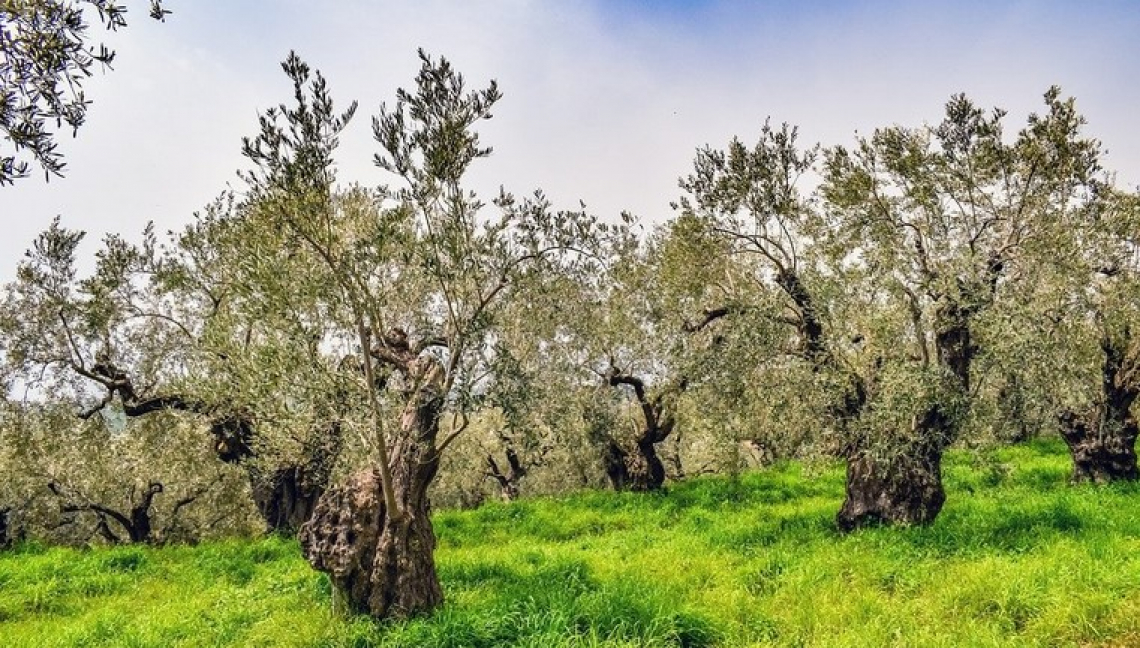 L'effetto dell'uso di erbicidi nella coltivazione dell'olivo