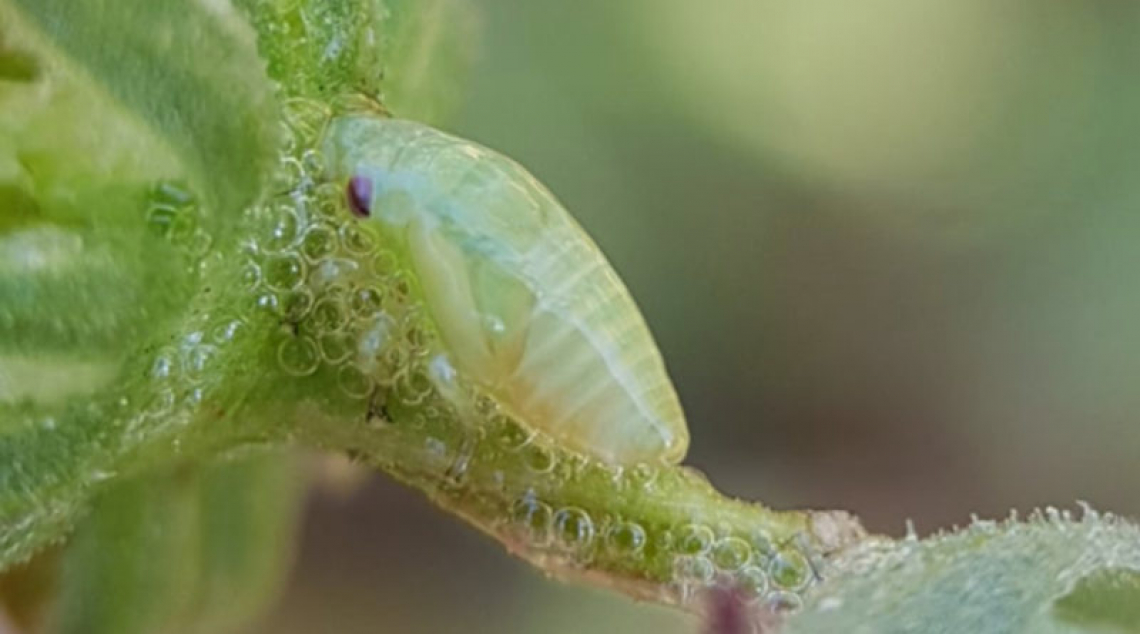 Un appello per cercare volontari per monitorare la sputacchina e fermare Xylella fastidiosa