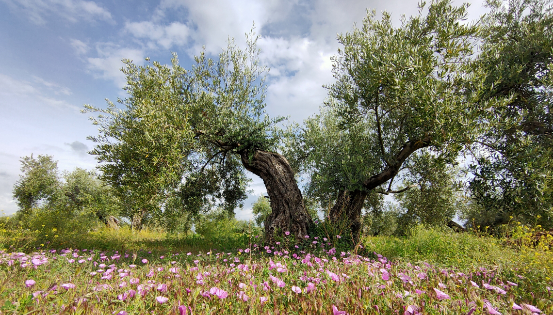 Olivares Vivos: conciliare olivicoltura, biodiversità e reddito