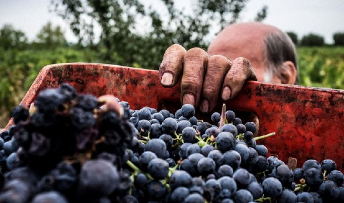 Il vino riparte dai distretti territoriali e regionali: il Crea ci scommette