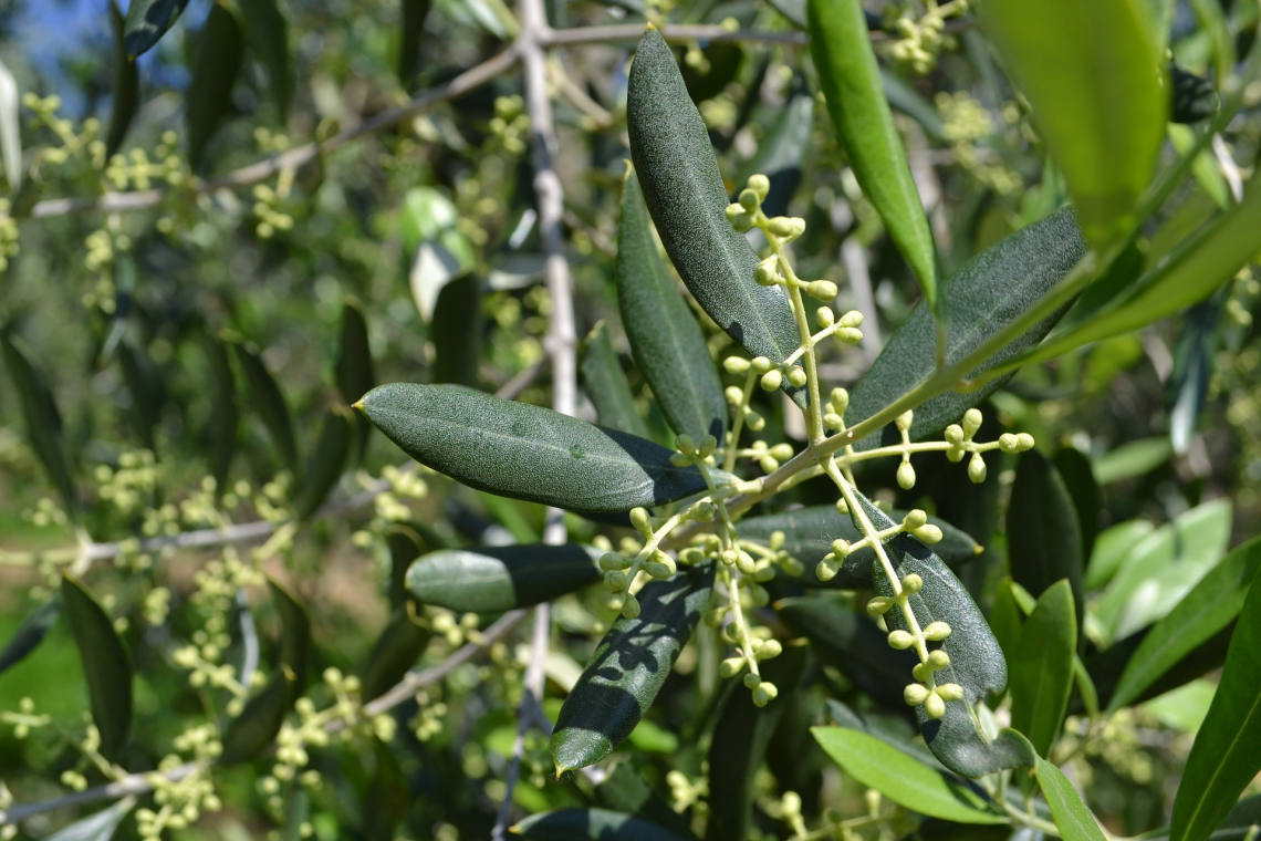 La concimazione con urea in fioritura e allegagione migliora davvero la produzione e la qualità dell'olio d'oliva?