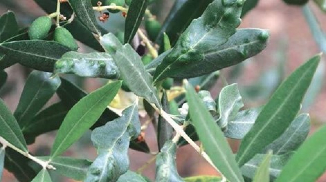 Gravi focolai di cecidomia dell'olivo nel bacino del Mediterraneo