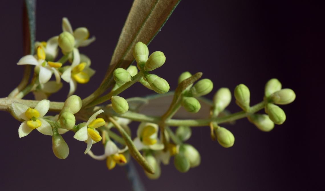 I meccanismi fisiologici alla base dell'alternanza di produzione delle olive