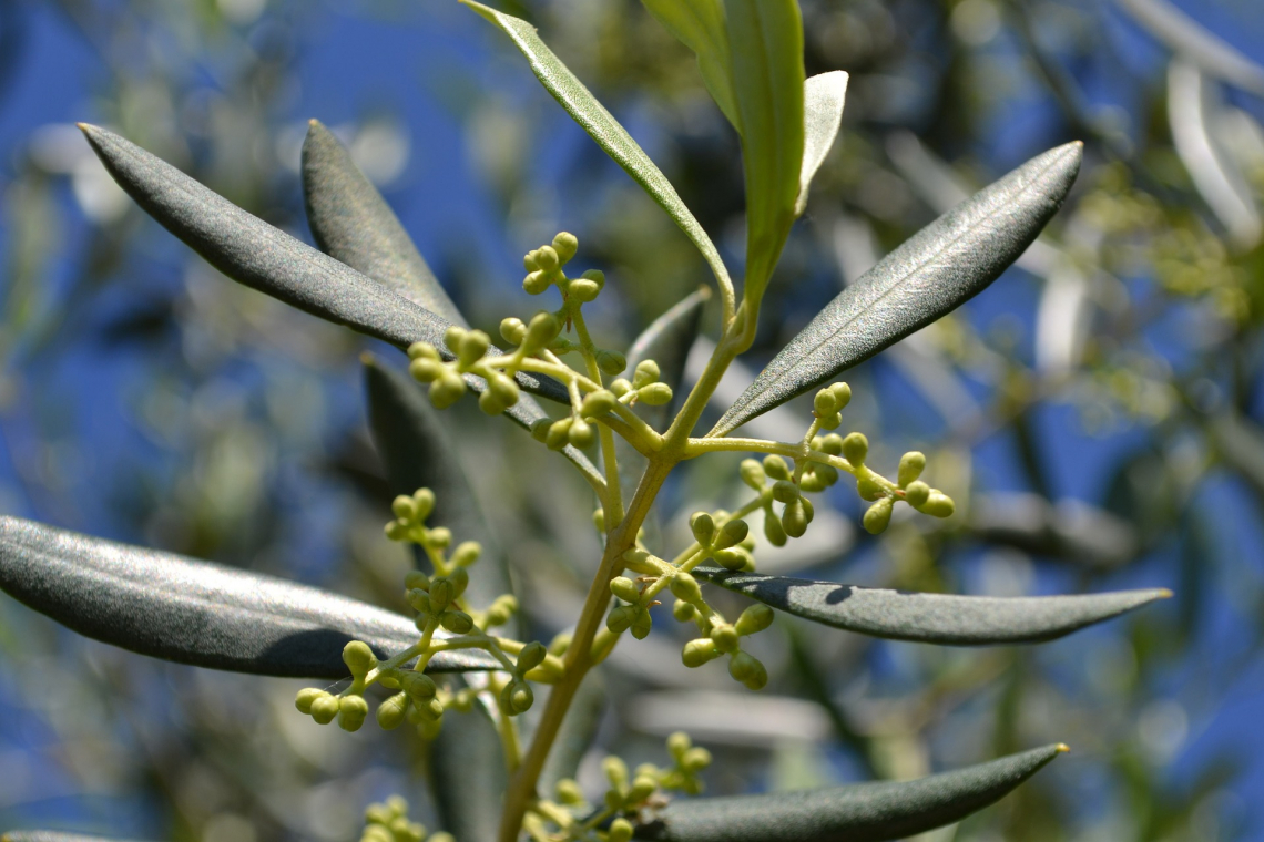 La stretta correlazione tra temperature primaverili e fioritura dell'olivo