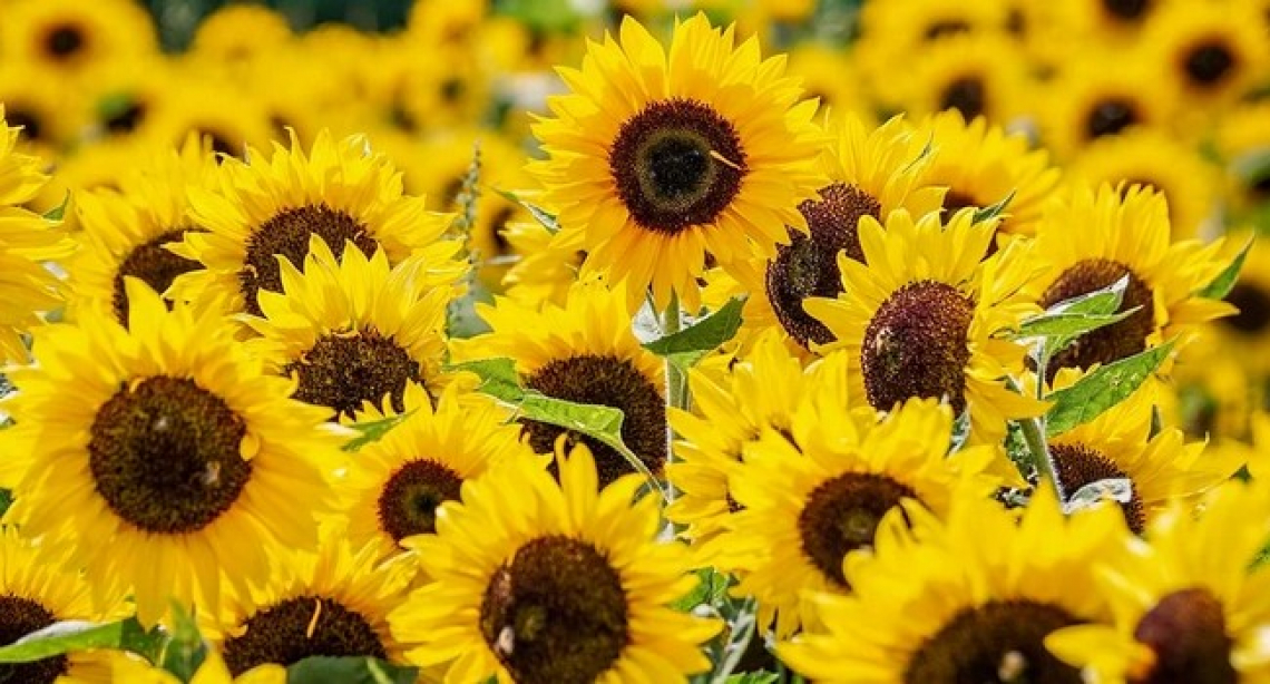 Crescono le semine di girasole in Italia ma si può fare di più