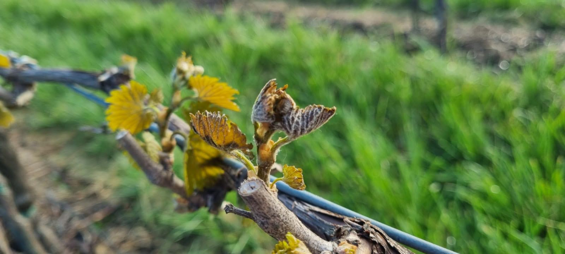 In Emilia-Romagna e Veneto le gelate danneggiano vigneti e alberi da frutto