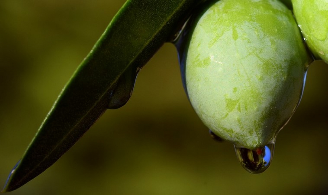 I migliori prodotti per alleviare lo stress idrico dell'olivo