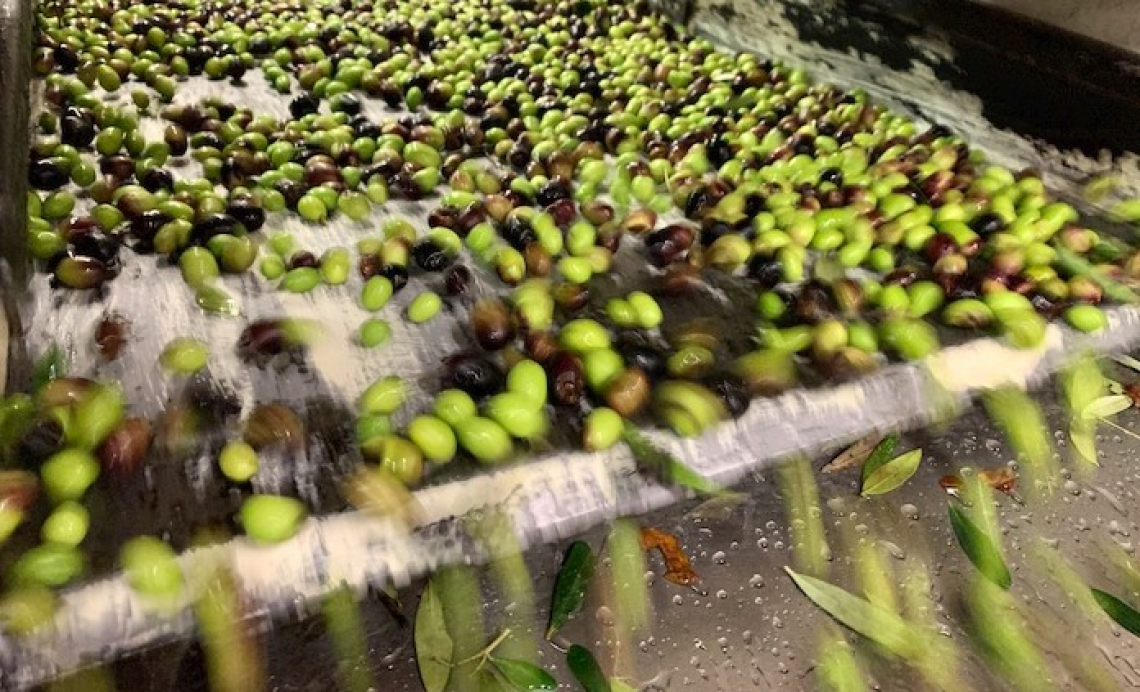 Un economico sistema di condizionamento delle olive dal campo al frantoio