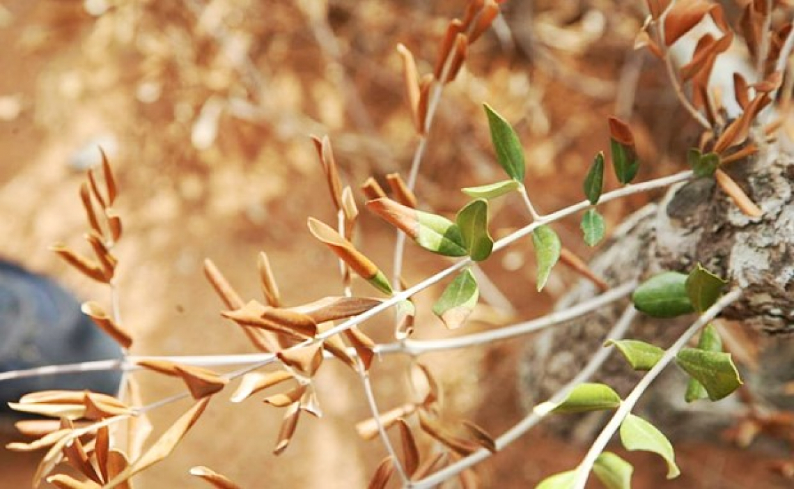 E' possibile quasi azzerare l'incidenza di Xylella anche su Ogliarola e Cellina di Nardò