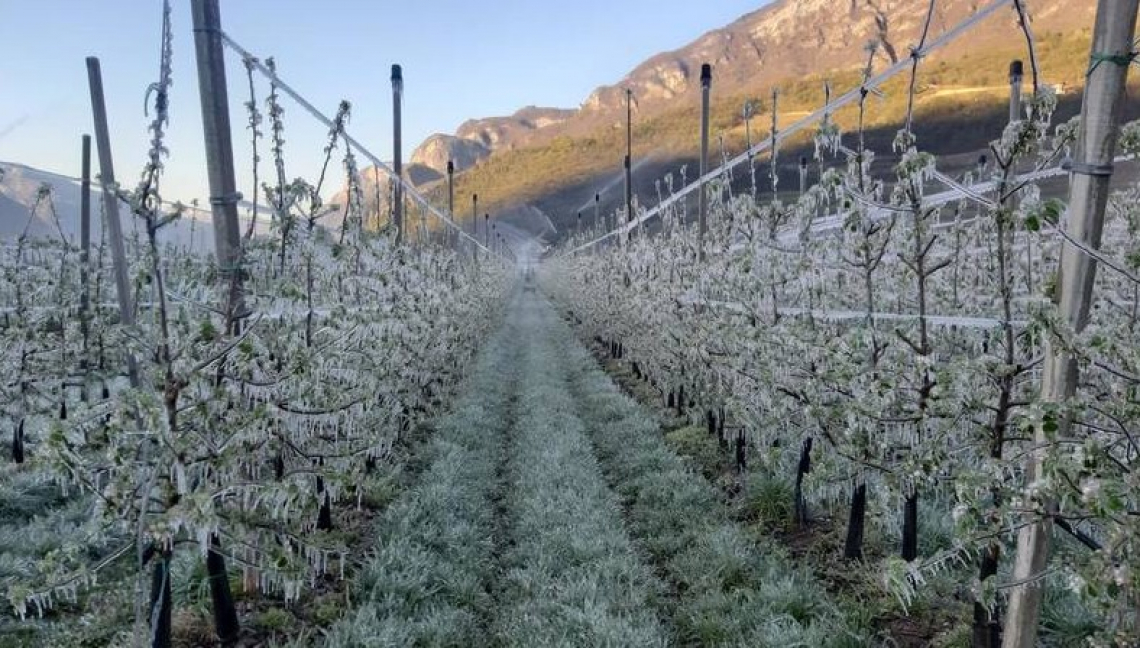 In Trentino ciliegio e melo sono le colture più colpite