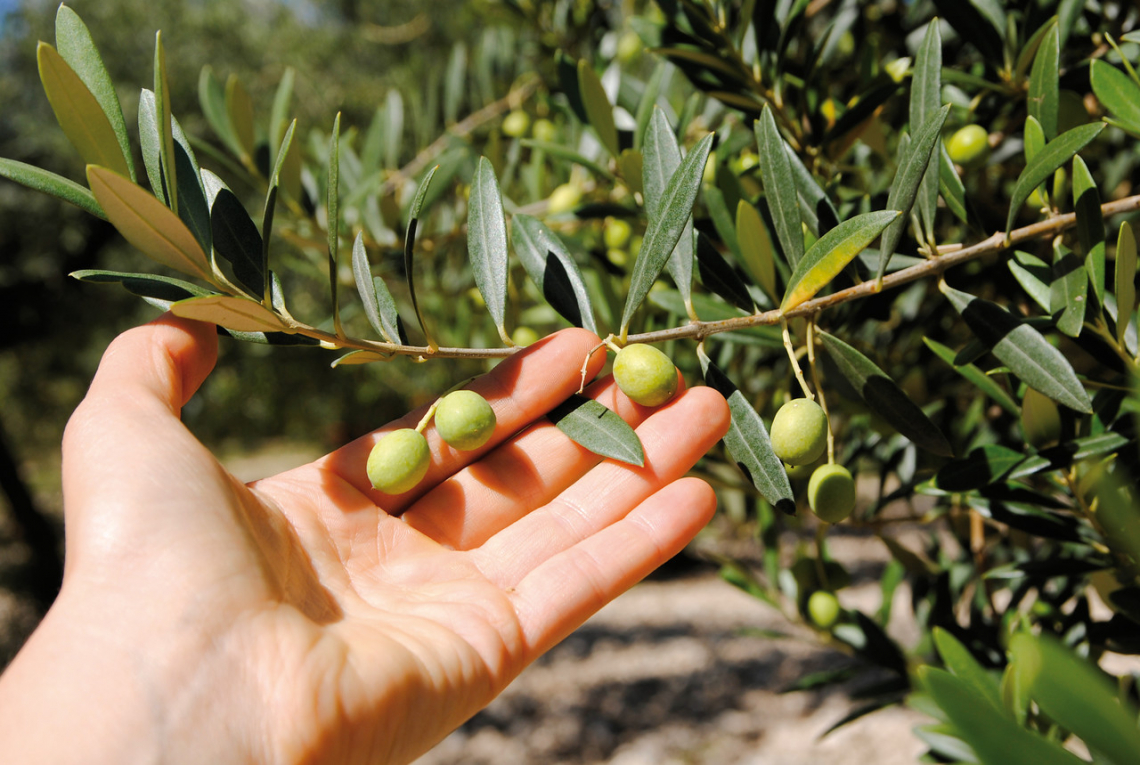 La Guida SlowFood agli Extravergini 2021 fotografa un’annata buona e tanta voglia di ripartire