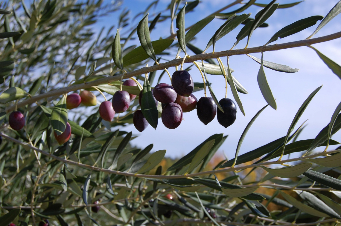 L'efficienza dei biostimolanti nel promuovere la crescita dei giovani olivi