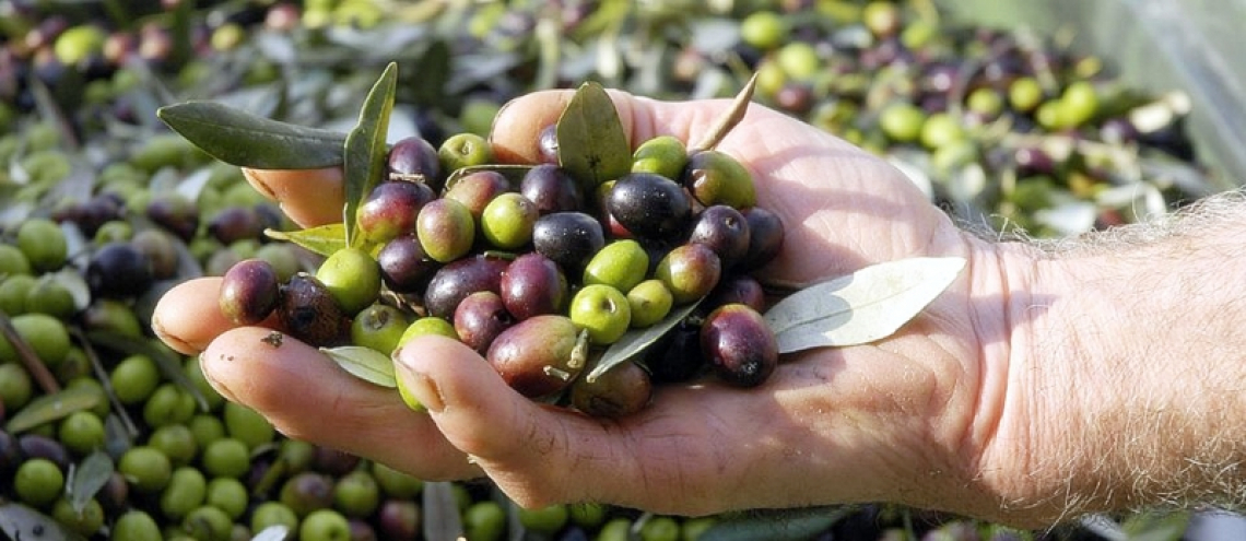 Un estratto di polpa di oliva ricca di idrossitirosolo per produrre una crema virucida anti Covid-19