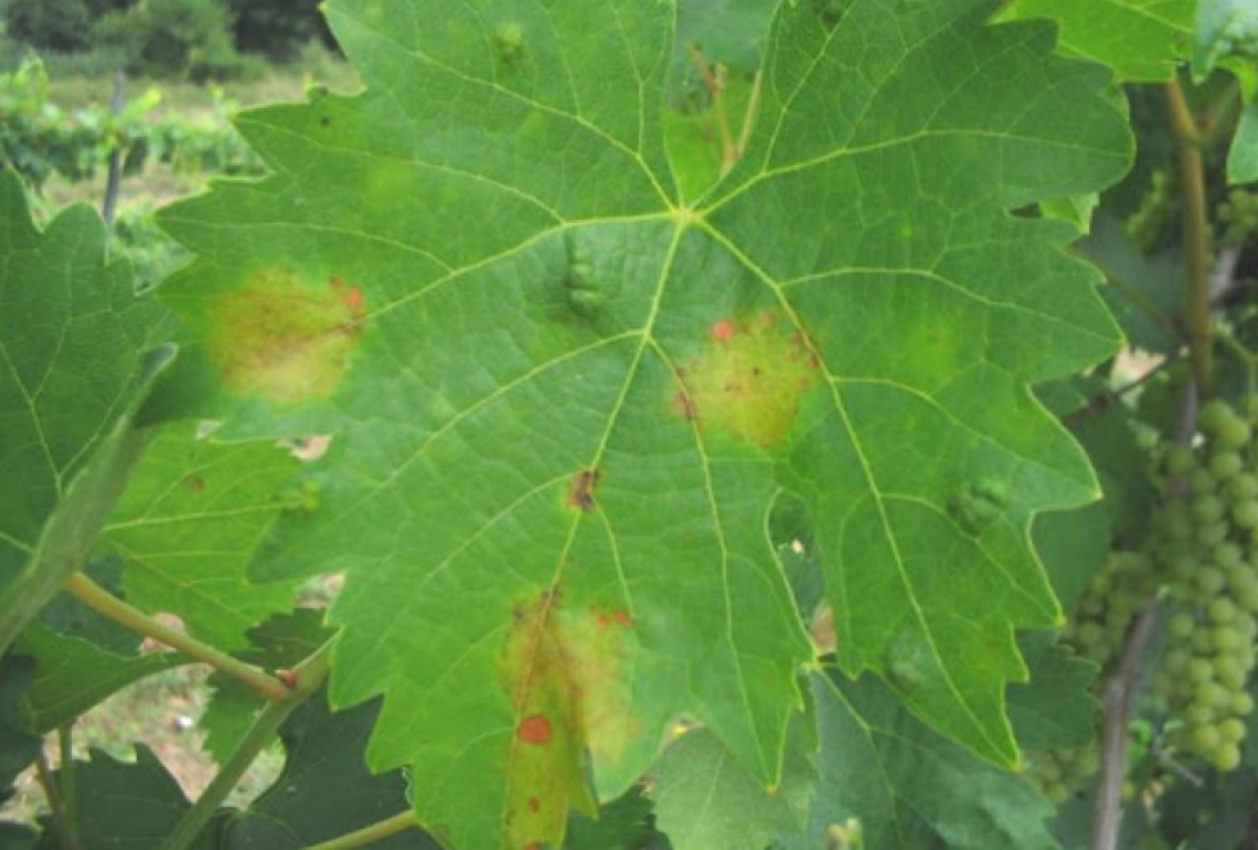 Funghi micorrizici arbuscolari contro la peronospora della vite