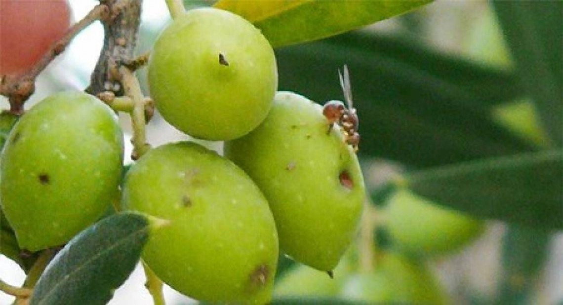 L'Inula viscosa è una preziosa alleata nella lotta contro la mosca delle olive