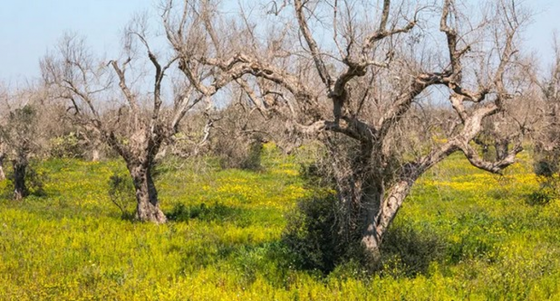 I Comuni pugliesi non combattono Xylella fastidiosa ma fanno le multe