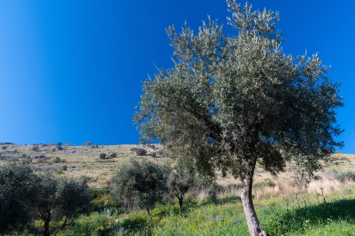 L'influenza della gestione del suolo sulla produttività dell'olivo
