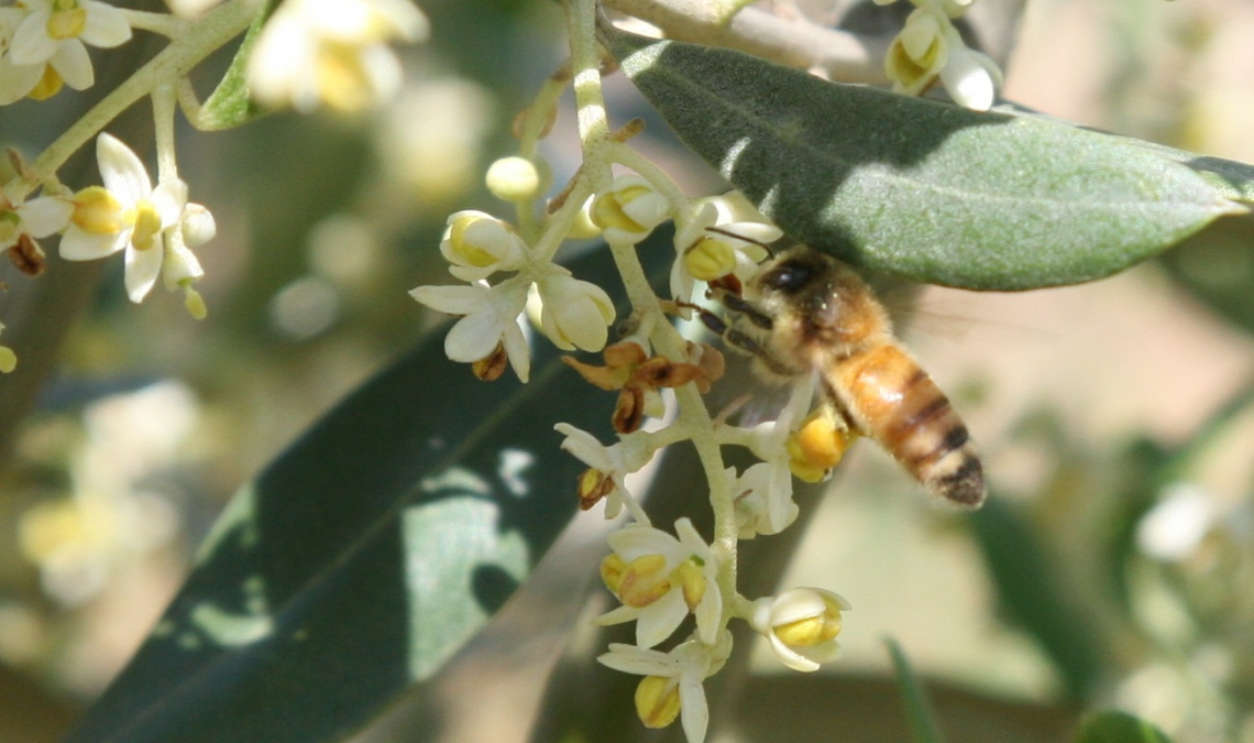 Gli insetticidi contro la mosca delle olive si trasferiscono alle api