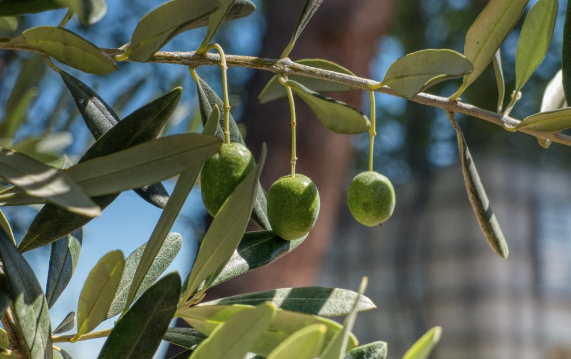 Trattamenti fogliari con potassio e solfato di magnesio per migliorare la qualità dell'olio extra vergine d'oliva