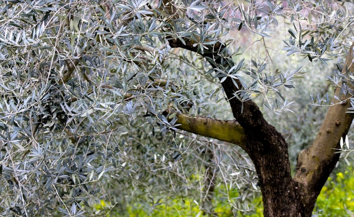 Completato il sequenziamento del genoma dell'olivo