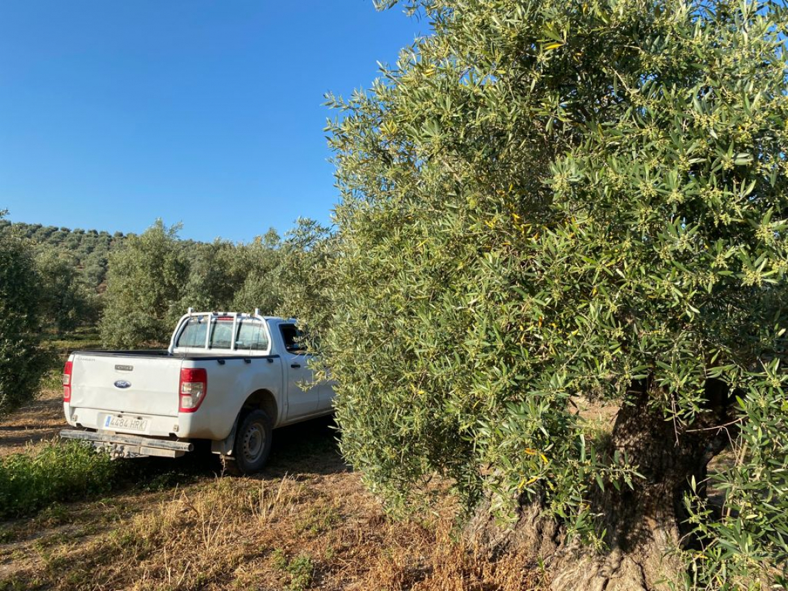 La crescita del prezzo dell'olio d'oliva in Spagna: 1 centesimo al giorno per 120 giorni consecutivi