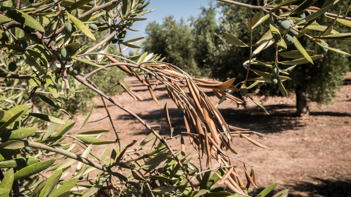 Xylella può essere battuta solo aumentando la ricerca applicata