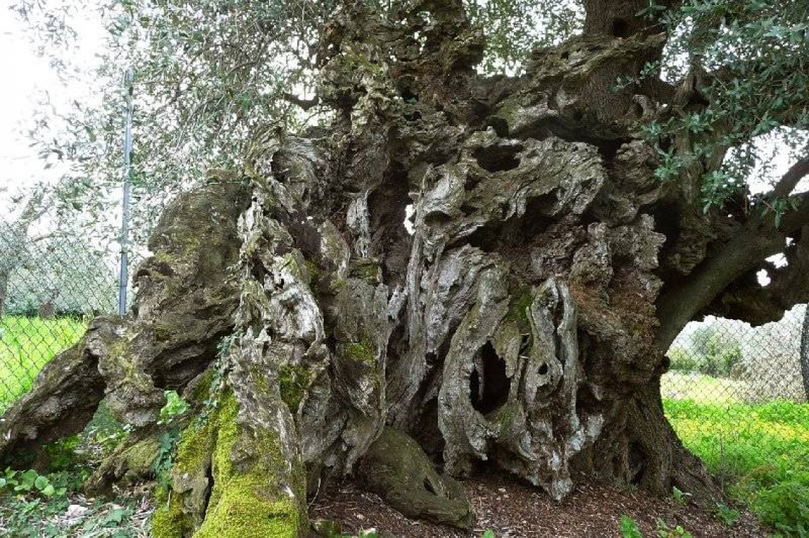 Caratterizzare e conservare gli olivi millenari italiani, per salvare la storia olivicola nazionale