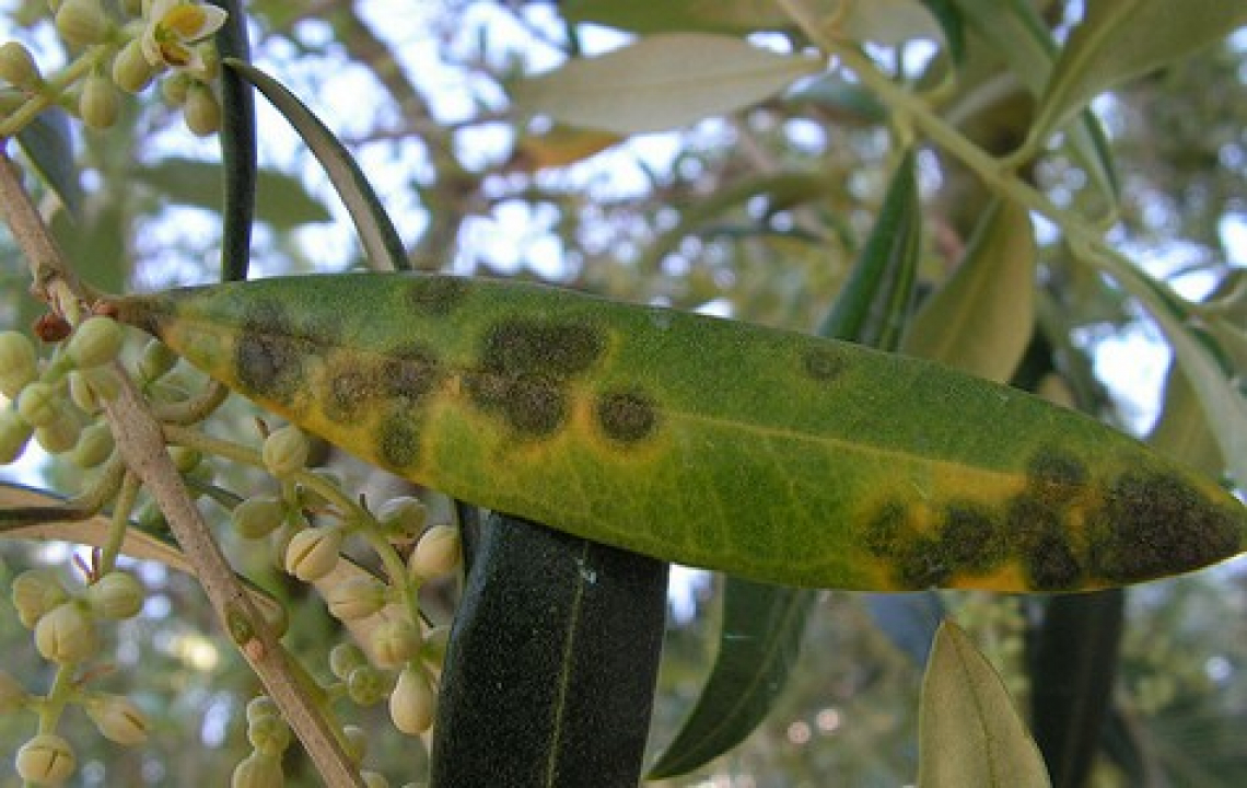 L'ambrosia con foglie di artemisia può essere utile per combattere l'occhio di pavone dell'olivo
