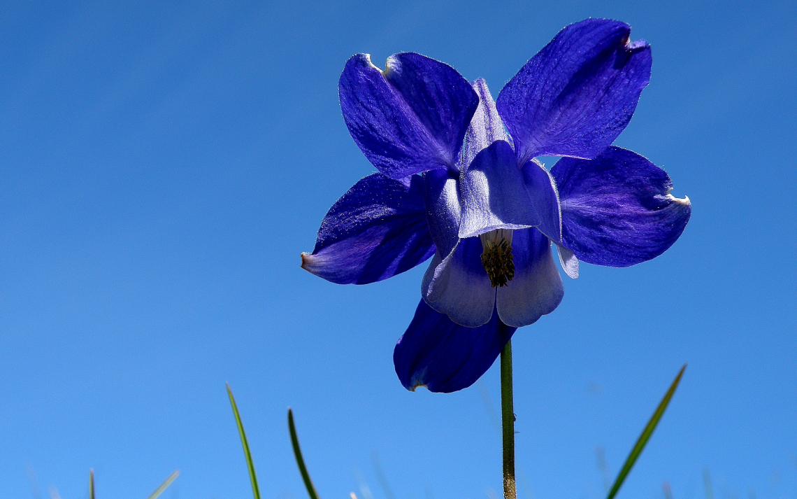 Anche i ricercatori possono rimanere affascinati da piante e fiori