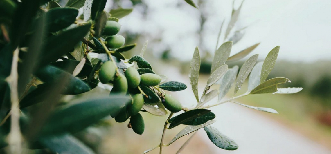 Uno strumento automatizzato e non distruttivo per il monitoraggio della maturazione delle olive