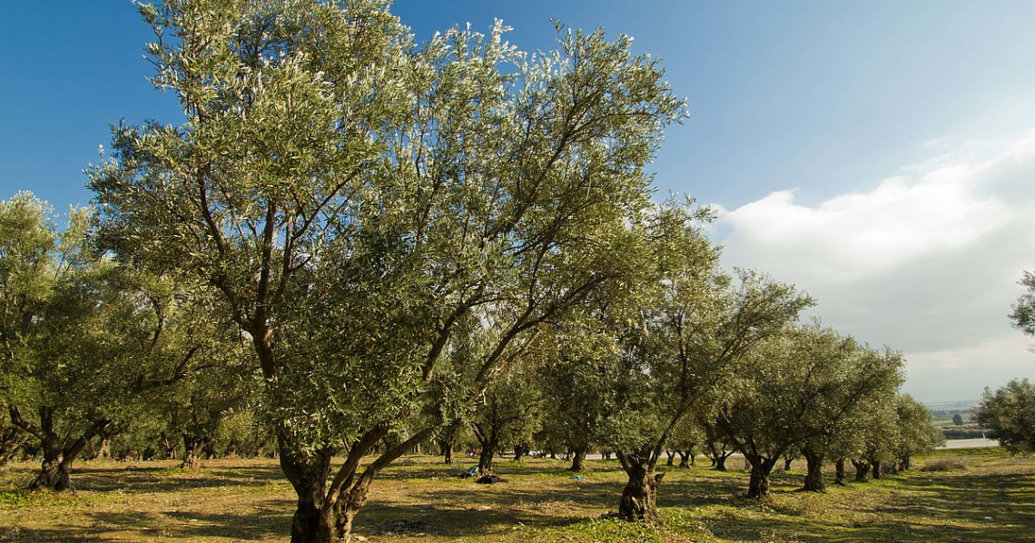 Fare l’olivicoltore oggi è un po’ da pazzi, eppure c'è chi lo fa