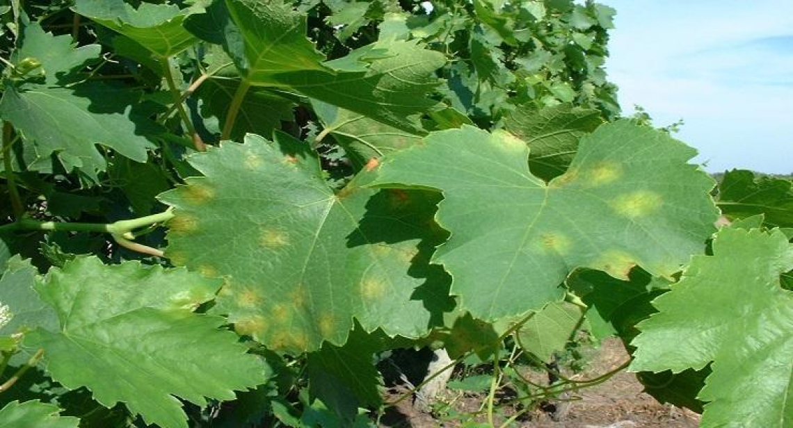 Nel futuro del controllo della peronospora della vite ch'è un bioagente estratto da un'ameba