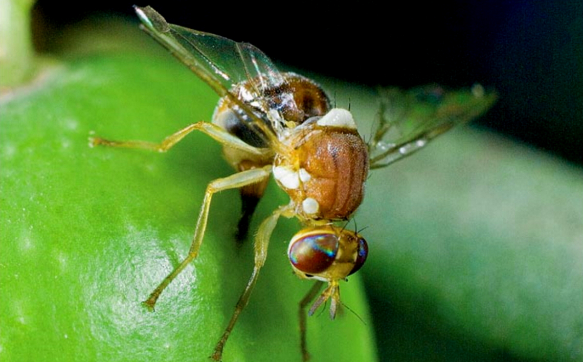 Caolino e idrossido di rame per tenere lontana la mosca delle olive