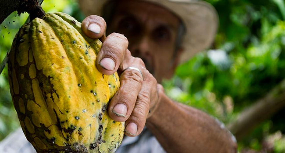 Se il cioccolato sa di muffa la colpa è di due composti