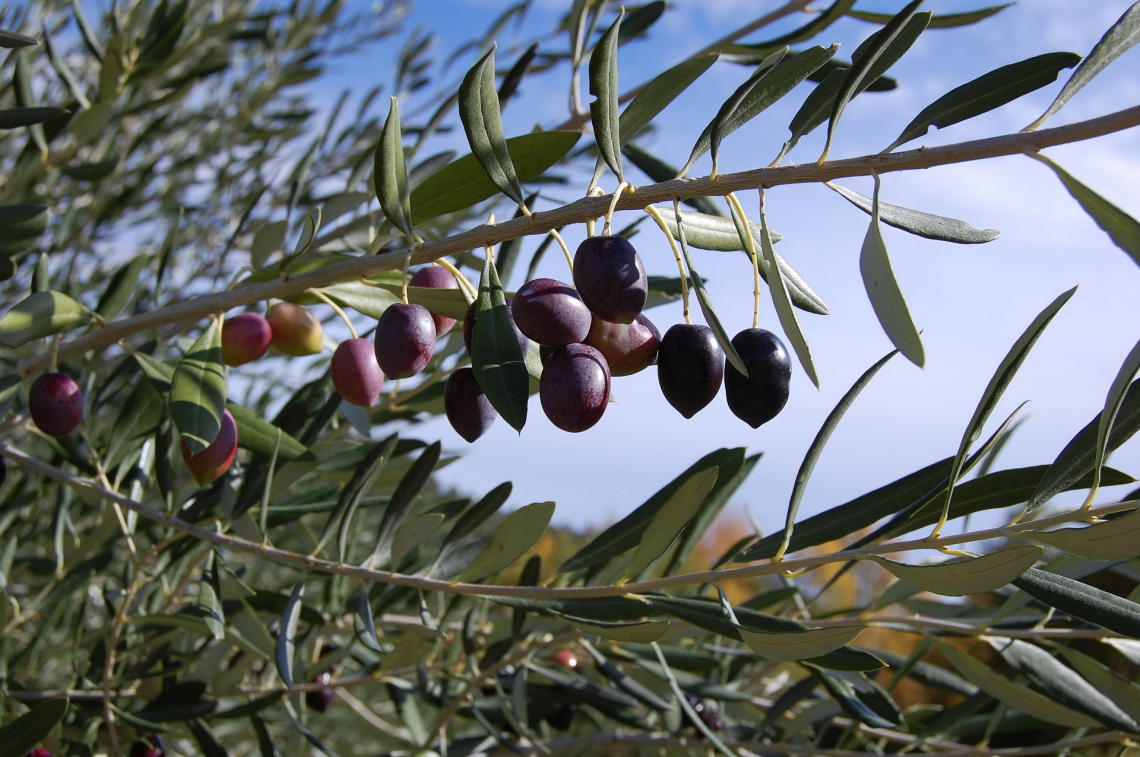 L'utilizzo di sansa umida come ammendante aumenta la produttività dell'oliveto
