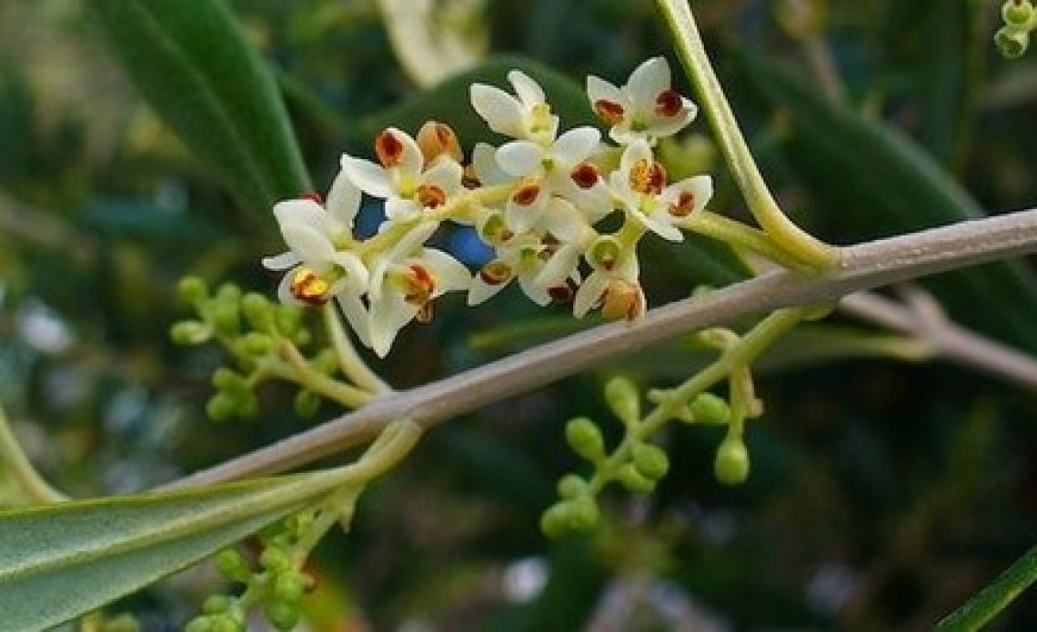 L'anticipo della fioritura dell'olivo fino a 17 giorni nei prossimi anni