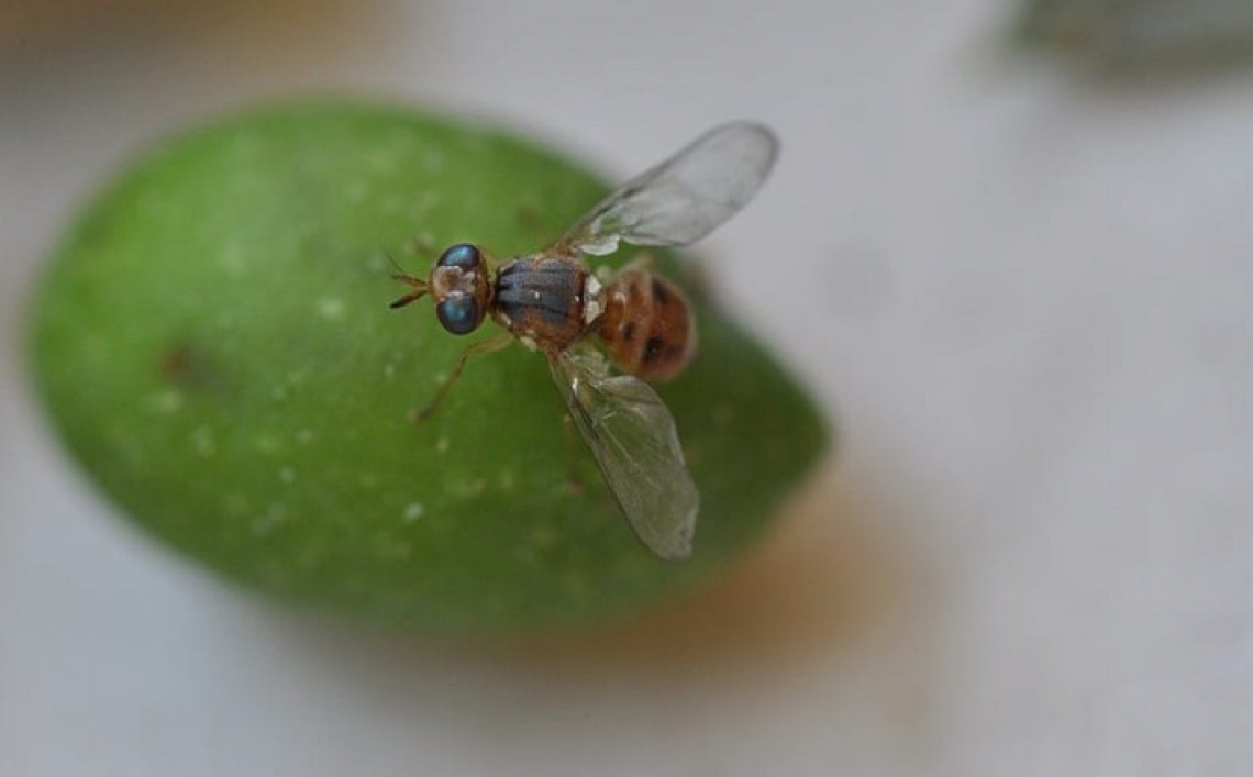 Oli essenziali nel futuro della difesa fitoiatrica contro la mosca delle olive