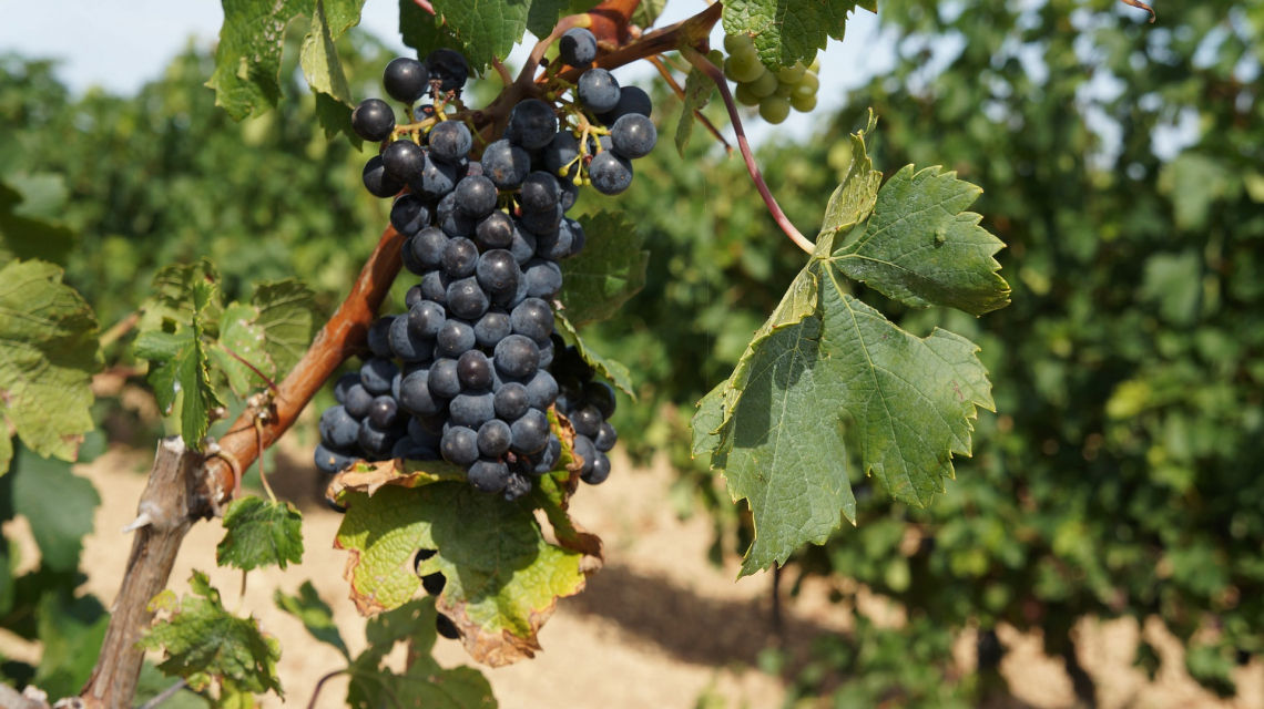 La termomacerazione combinata con la fermentazione a bassa temperatura migliora la qualità dei vini rossi