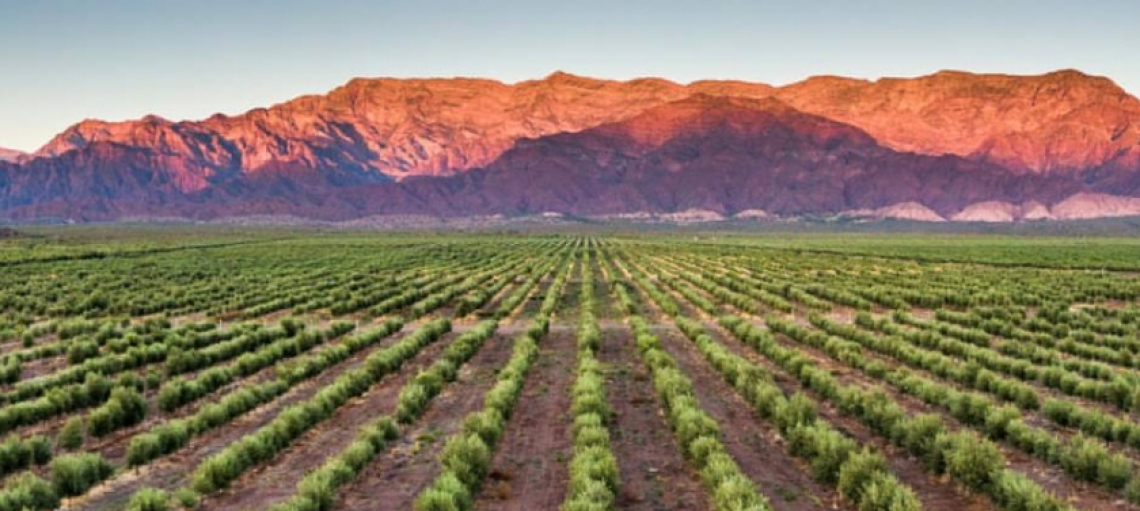 L'Argentina festeggia l'olivo di Aimogasta e l'olivicoltura