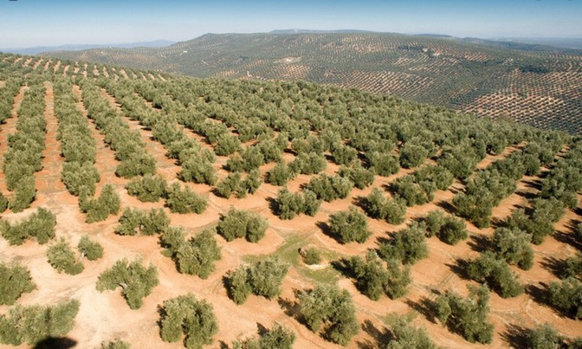 La fotografia dell'olivicoltura iberica: più tradizionale che superintensivo