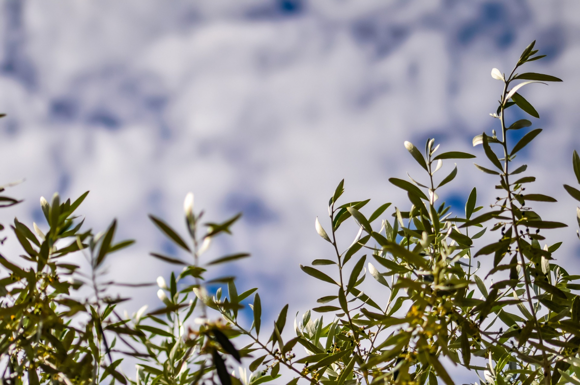 L’Italia olivicola-olearia che vogliamo realizzare di qui a dieci anni