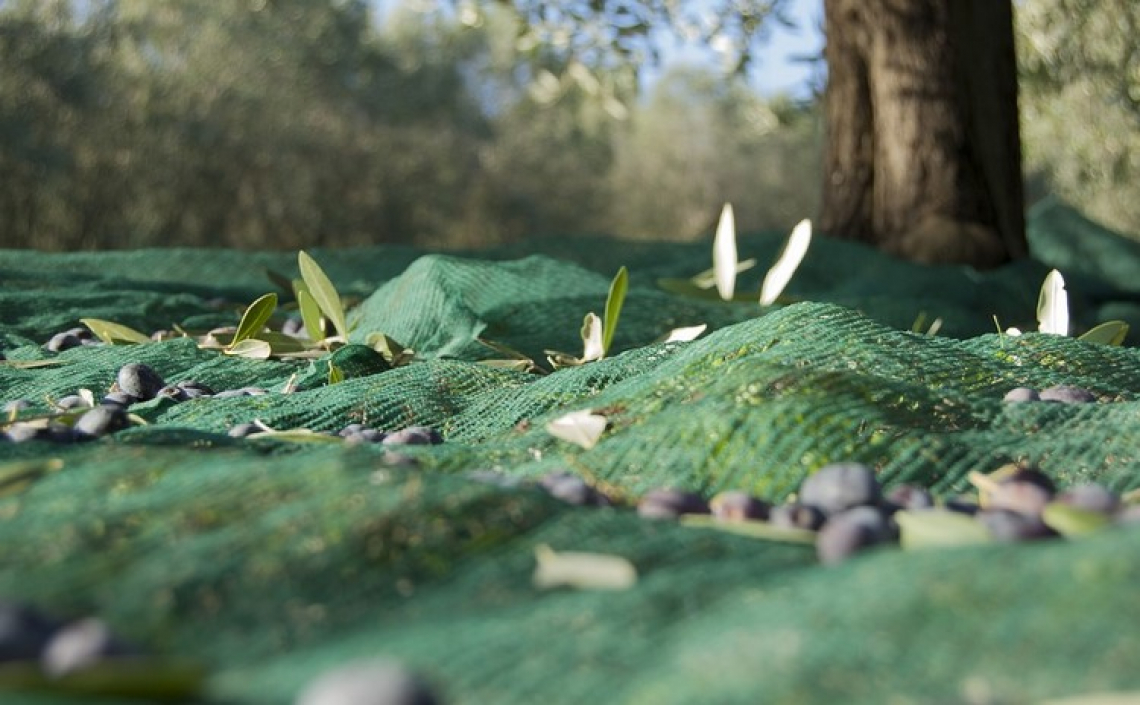 Al via la prima edizione della Merenda nell'Oliveta