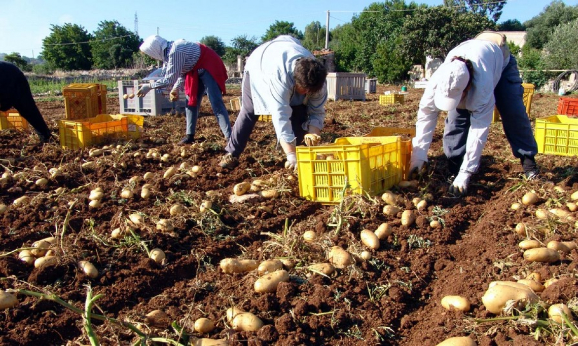 Il Covid deprime le attività secondarie dell’agricoltura