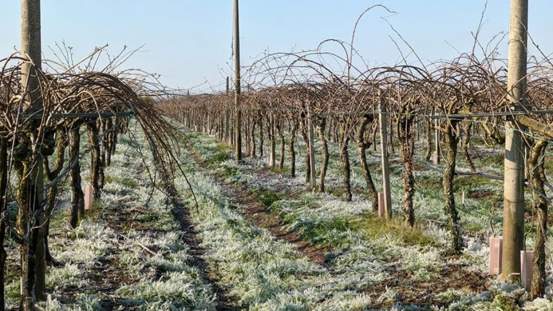 Gelate primaverili: risarcimenti statali insufficienti per l'agricoltura