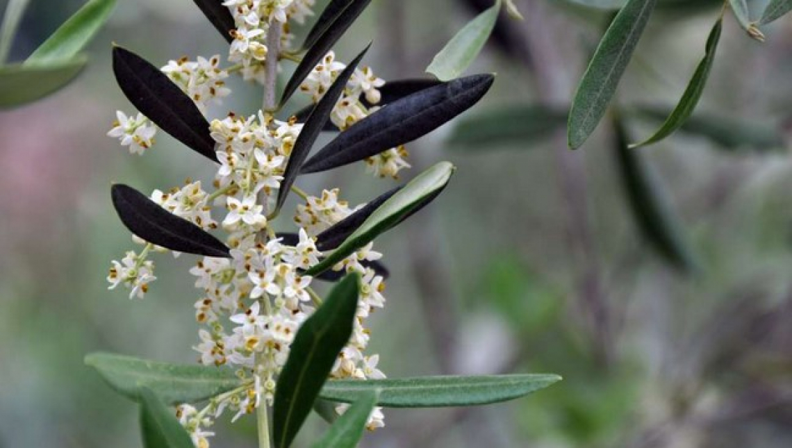 L'oliveto è un importante focolaio di infestazione di tignola della vite