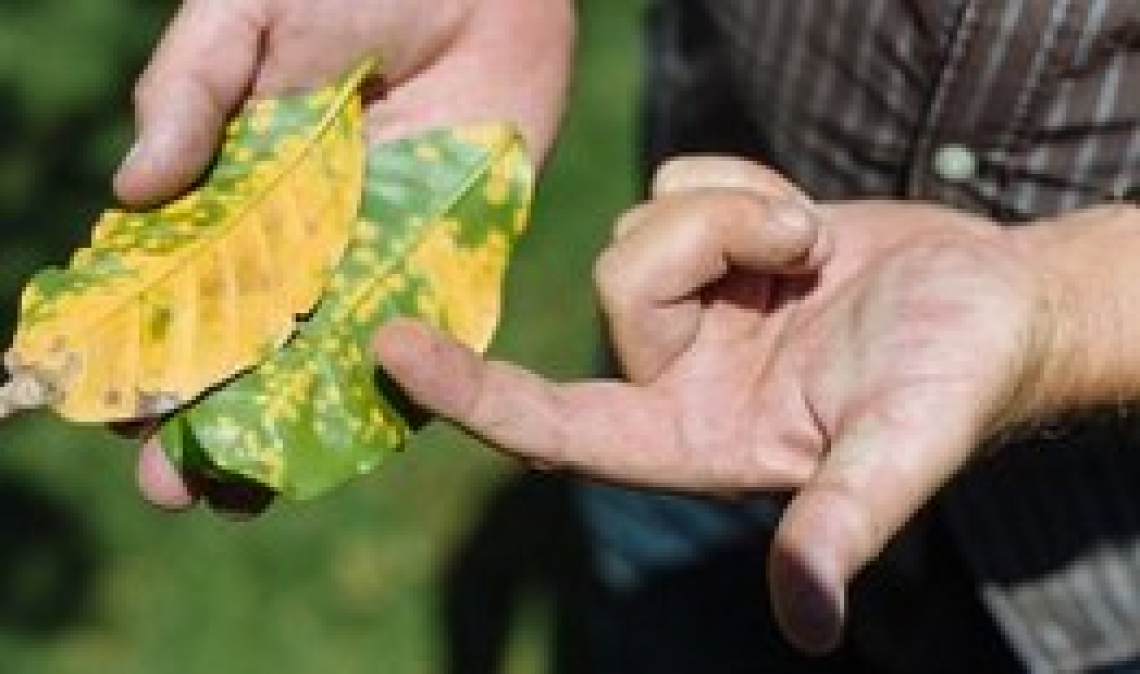 Gli agenti chelanti nella difesa delle colture agrarie