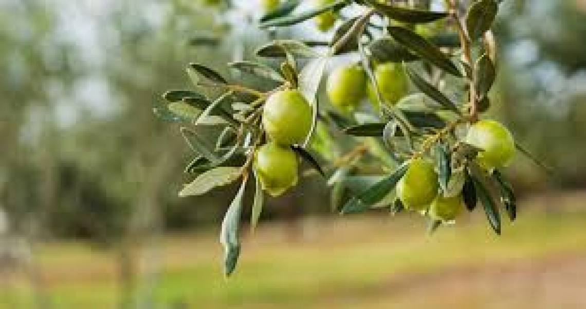 Nuovi tecnici olivicoli dagli Istituti agrari italiani