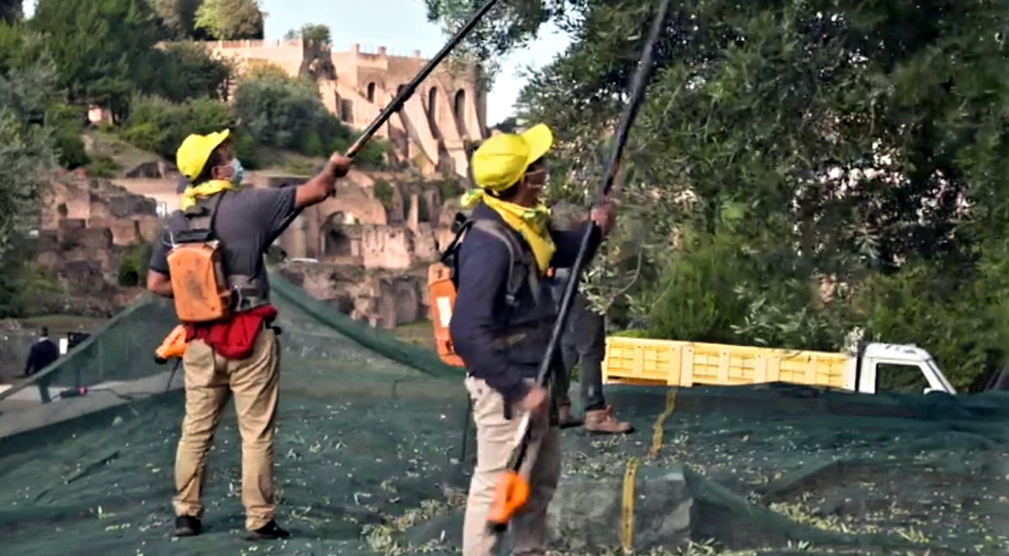 Coldiretti celebra la nascia dell'Olio Igp Roma