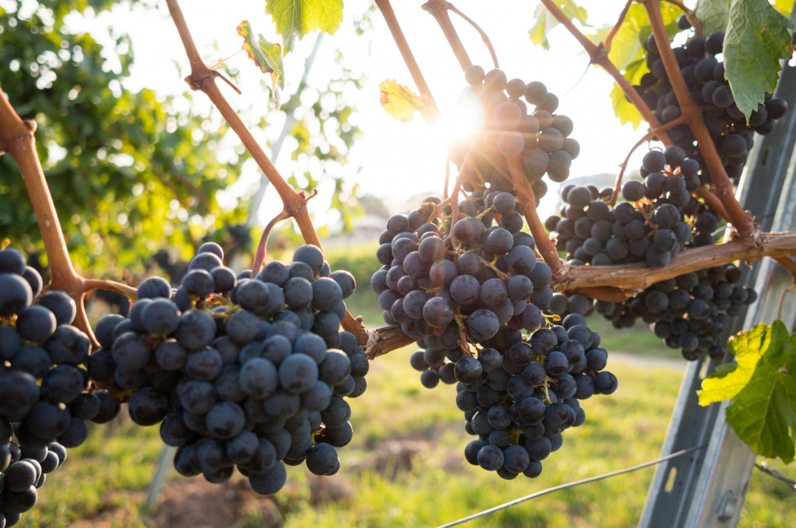 L'adattamento della maturazione dell'uva da vino ai cambiamenti climatici