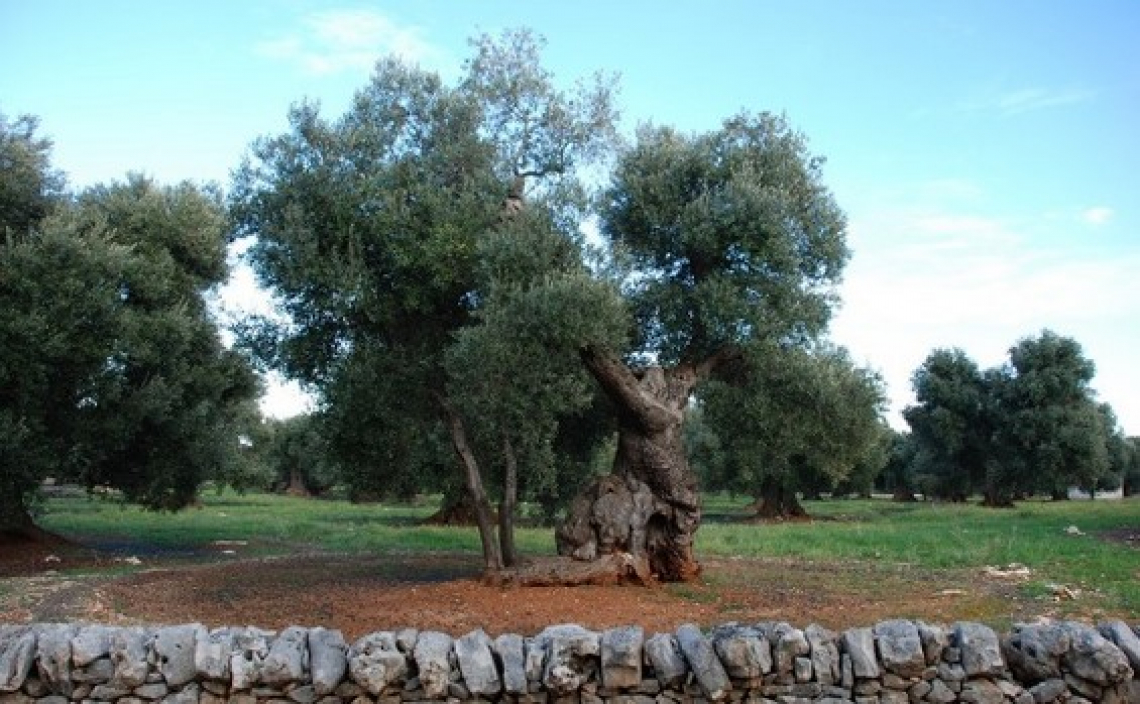 Numeri straordinari per l'Op Oliveti Terra di Bari